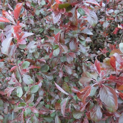 Zierapfel 'Freija' Zierapfel 'Freija'