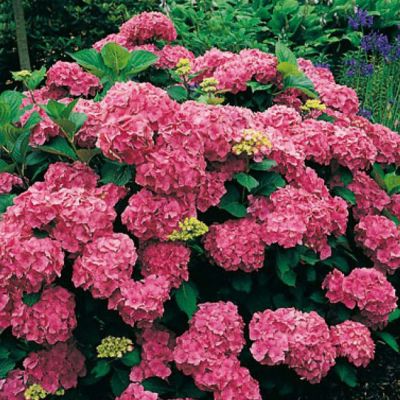 Ballhortensie 'Alpenglühen'