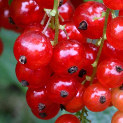Rote Johannisbeere 'Rovada®'