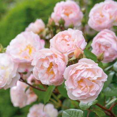 David Austin-Rose Öfterblühende Ramblerrose 'The Lady of the Lake®' David Austin-Rose Öfterblühende Ramblerrose 'The Lady of the Lake®'