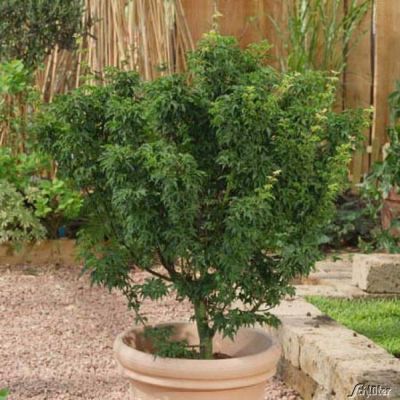 Grüner Bonsai-Ahorn 'Mikawa Yatsubusa'