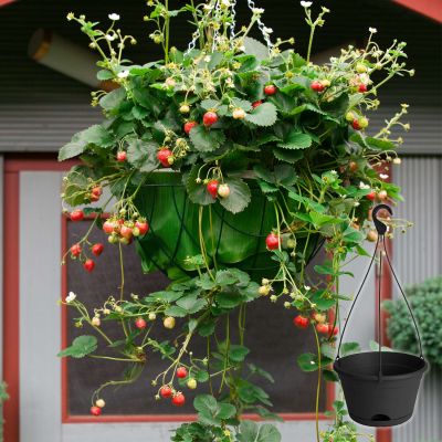 Ampelerdbeere mit Hängeampel - 3+1 Stück Ampelerdbeere mit Hängeampel - 3+1 Stück