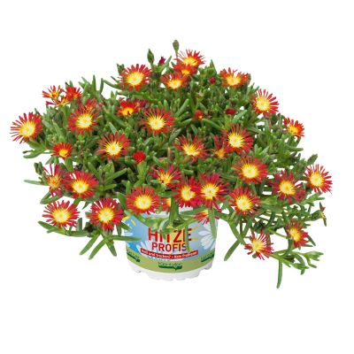 Mittagsblume 'SunDiamonds Red' - 3 Stück
