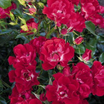 Ramblerrose 'Rambling Rosie® Ramblerrose 'Rambling Rosie®