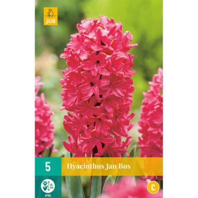 Hyazinthe 'Jan Bos' - 5 Stück Hyazinthe 'Jan Bos' - 5 Stück