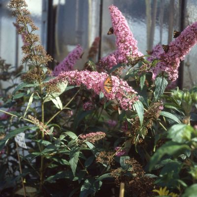 Schmetterlingsflieder 'Pink Delight' Schmetterlingsflieder 'Pink Delight'