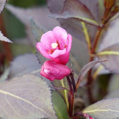 Weigelie 'Victoria'