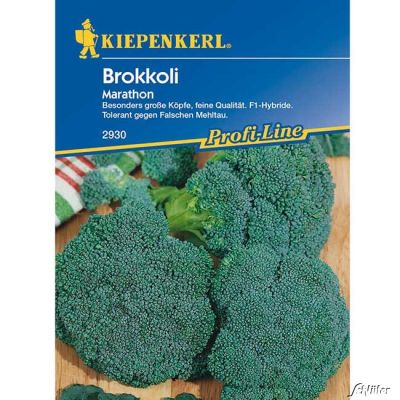 Brokkoli 'Marathon' Brokkoli 'Marathon'