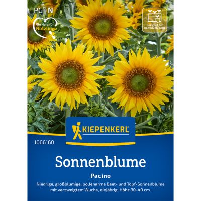Sonnenblume 'Pacino'