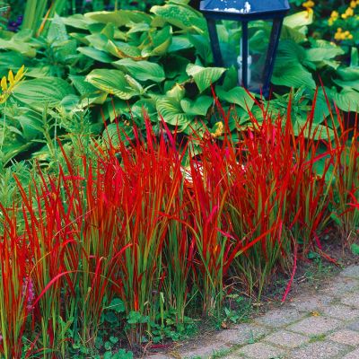 Alang-Gras 'Red Baron' - Japanisches Blutgras Alang-Gras 'Red Baron' - Japanisches Blutgras
