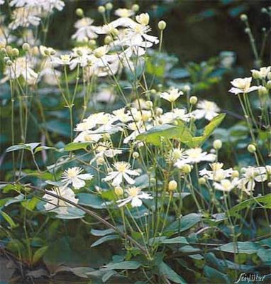 Clematis 'Paul Farges'