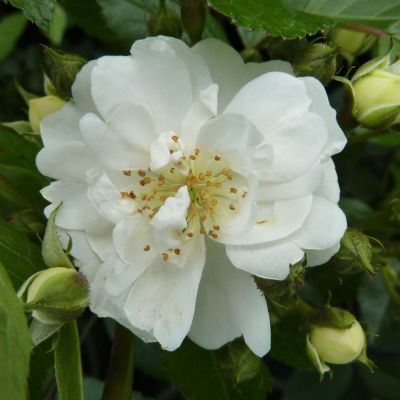 Kletterrose 'Guirlande d'Amour' - ADR-Rose Kletterrose 'Guirlande d'Amour' - ADR-Rose
