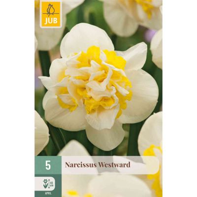 Gefüllte Narzisse 'Westward' - 5 Stück