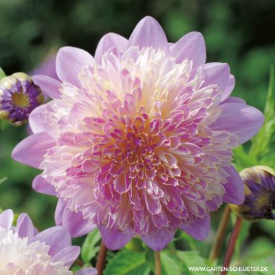 Anemonen-Dahlie 'Lambada' - 1 Stück Anemonen-Dahlie 'Lambada' - 1 Stück