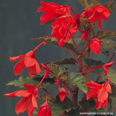 Begonie 'Bertinii Worthiana' - 2 Stück