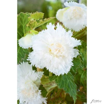 Gefranste-Begonie 'Fimbriata Weiß' - 3 Stück Gefranste-Begonie 'Fimbriata Weiß' - 3 Stück