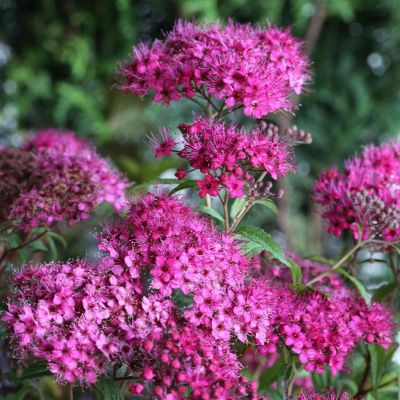 Rote Sommerspiere 'Anthony Waterer'