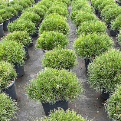 Zwergkiefer 'Pumilio' Zwergkiefer 'Pumilio'