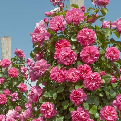 Kletterrose 'Allegro®' Kletterrose 'Allegro®'