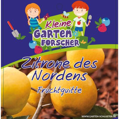 Fruchtquitte 'Zitrone des Nordens'   - Kleine Gartenforscher Fruchtquitte 'Zitrone des Nordens'   - Kleine Gartenforscher