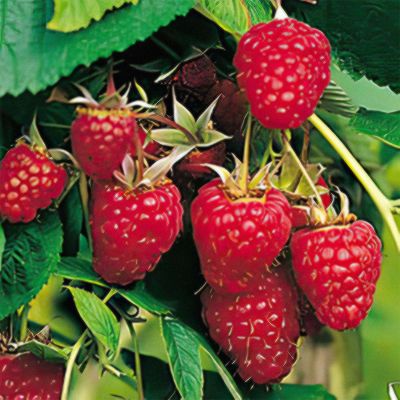 Sommerhimbeere 'Himbo-Star®' Sommerhimbeere 'Himbo-Star®'