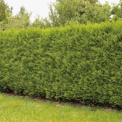 Lebensbaum - Thuja 'Brabant' Lebensbaum - Thuja 'Brabant'