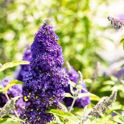 Zwerg-Schmetterlingsflieder 'Adonis Blue' Zwerg-Schmetterlingsflieder 'Adonis Blue'