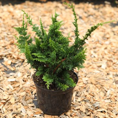 Muschelzypresse 'Teddy Bear' Muschelzypresse 'Teddy Bear'