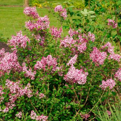 Zwerg-Wildflieder 'Red Pixie' Zwerg-Wildflieder 'Red Pixie'