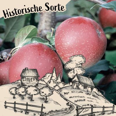 Apfel 'Roter Gravensteiner'