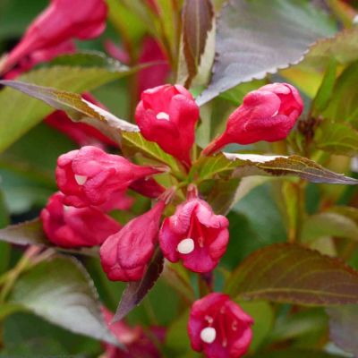 Zwerg-Weigelie 'All Summer Red'