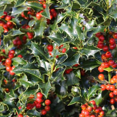 Stechpalme 'Alaska' Stechpalme 'Alaska'