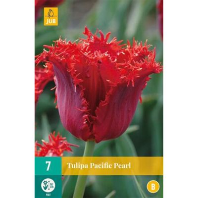 Gefranste Tulpe 'Pacific Pearl' - 7 Stück