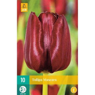 Triumph-Tulpe 'Mascara®' - 10 Stück