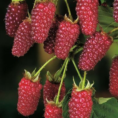 Him-Brombeere 'Tummelberry' Him-Brombeere 'Tummelberry'