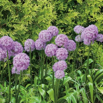 Allium 'Globemaster' - 1 Stück Allium 'Globemaster' - 1 Stück