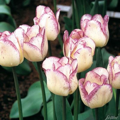 Einfache späte Tulpe 'Shirley' - 7 Stück