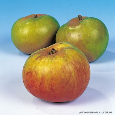 Apfel 'Jakob Lebel'