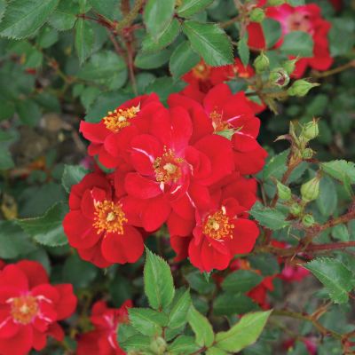 Essbare Rose 'Decoration®' Essbare Rose 'Decoration®'