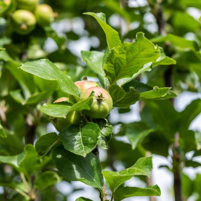 Sommerapfel 'James Grieve' Sommerapfel 'James Grieve'
