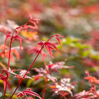 Fächerahorn 'Beni-Maiko'