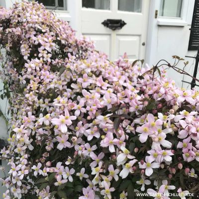 Clematis 'Rubens'