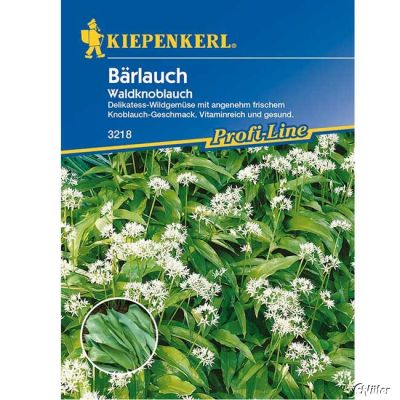 Bärlauch / Waldknoblauch Bärlauch / Waldknoblauch
