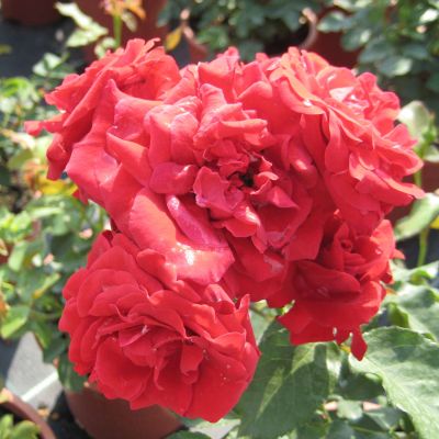 Stammrose 'Nina Weibull' - 60 cm Stamm Stammrose 'Nina Weibull' - 60 cm Stamm