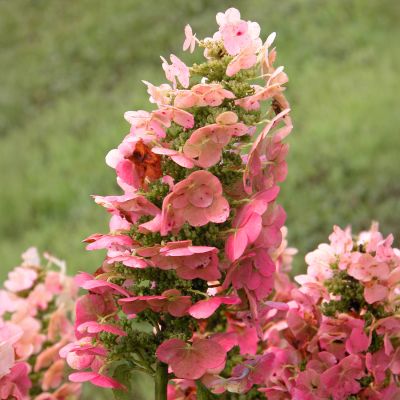 Eichenblättrige Hortensie 'Ruby Slippers'