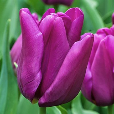 Triumph-Tulpe 'Passionale' - 10 Stück