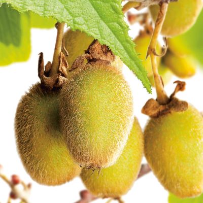 Selbstfruchtende Kiwi 'Jenny' Selbstfruchtende Kiwi 'Jenny'