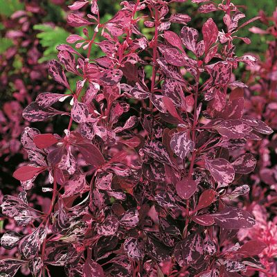 Berberitze 'Rose Pillar' Berberitze 'Rose Pillar'