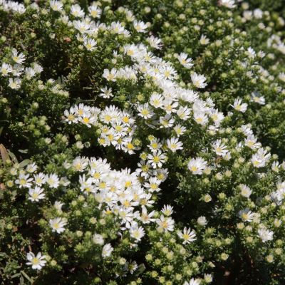 Teppich-Myrten-Aster 'Snowflurry' Teppich-Myrten-Aster 'Snowflurry'