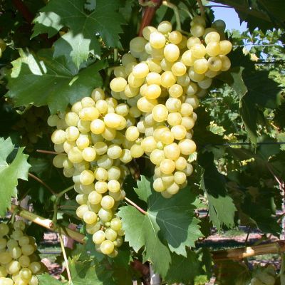 Weintraube 'Polo Muskat' Weintraube 'Polo Muskat'